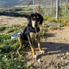 Liebe Soula sucht liebevolles Zuhause