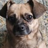 Jaylah sucht ein neues Zuhause