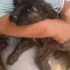 Cassia, kleines Hundekind auf der Suche