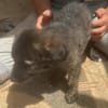 Cassia, kleines Hundekind auf der Suche