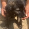 Cassia, kleines Hundekind auf der Suche