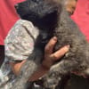 Cassia, kleines Hundekind auf der Suche