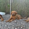 David - ich suche eine Familie