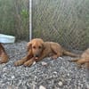 David - ich suche eine Familie