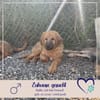 Denzel - flauschiger kleiner Entdecker