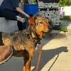 Bobby - fast 2 jähriger sucht dich