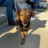 Bobby - fast 2 jähriger sucht dich