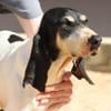 Liebenswerte Diana sucht Familie