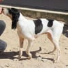 Liebenswerte Diana sucht Familie