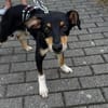 Welpenbub Mauro sucht sein Glück