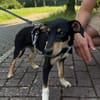 Welpenbub Mauro sucht sein Glück