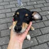 Welpenbub Mauro sucht sein Glück