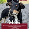 Welpenbub Malfi sucht sein Glück