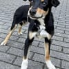 Welpenbub Malfi sucht sein Glück