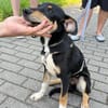 Welpenbub Malfi sucht sein Glück
