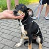 Welpenbub Malfi sucht sein Glück