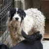 Keno ist ein Traumhund durch und durch!