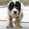 Keno ist ein Traumhund durch und durch!