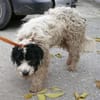 Keno ist ein Traumhund durch und durch!