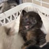 ROUKA (BABY2)