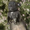 KIRA , chiot femelle Berger Créole