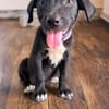 LIERA, chiot femelle Berger Créole