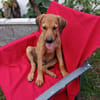 OSLOW, CHIOT MÂLE BERGER CRÉOLE