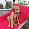 OSLOW, CHIOT MÂLE BERGER CRÉOLE