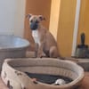 PRALINE  femelle berger créole