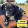 OREO