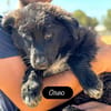 OREO