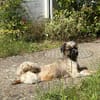 Romy