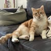 Caramel