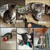 Fraterie de 5 chatonnes : Baya, Bird, Best, Bubble et Banette