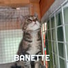 Fraterie de 5 chatonnes : Baya, Bird, Best, Bubble et Banette