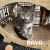 Fraterie de 5 chatonnes : Baya, Bird, Best, Bubble et Banette