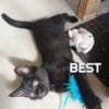 Fraterie de 5 chatonnes : Baya, Bird, Best, Bubble et Banette