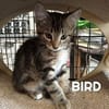Fraterie de 5 chatonnes : Baya, Bird, Best, Bubble et Banette