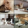 Fraterie de 4 : Bresse, Besse, Blini et Babelle