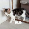 Fraterie de 4 : Bresse, Besse, Blini et Babelle