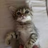 Bouboule