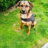Buck ein toller Familienhund
