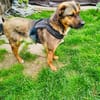 Buck ein toller Familienhund