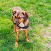 Buck ein toller Familienhund