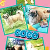 kleine süße Coco auf PS in 91353