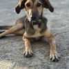 JUNO, verspielter Sonnenschein sucht
