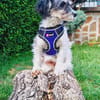 Schnoodle Mix Dara