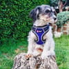 Schnoodle Mix Dara