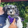 Schnoodle Mix Dara