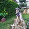 Schnoodle Mix Dara